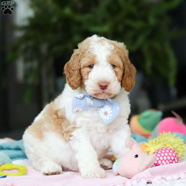 Benji, Mini Goldendoodle Puppy